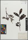 Foto von Salix appendiculata Vill.